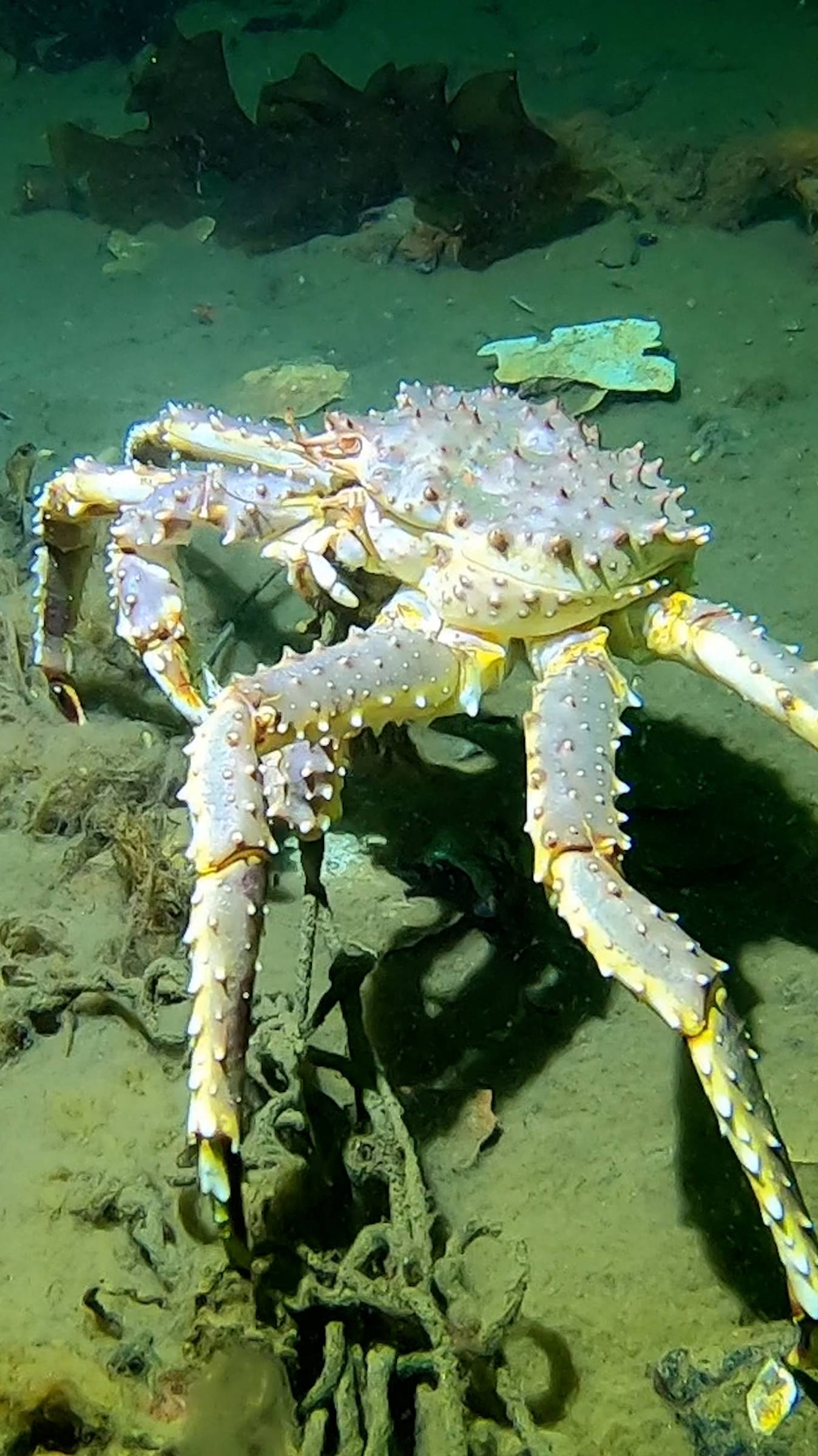 Крабы в Баренцевом море смотреть онлайн