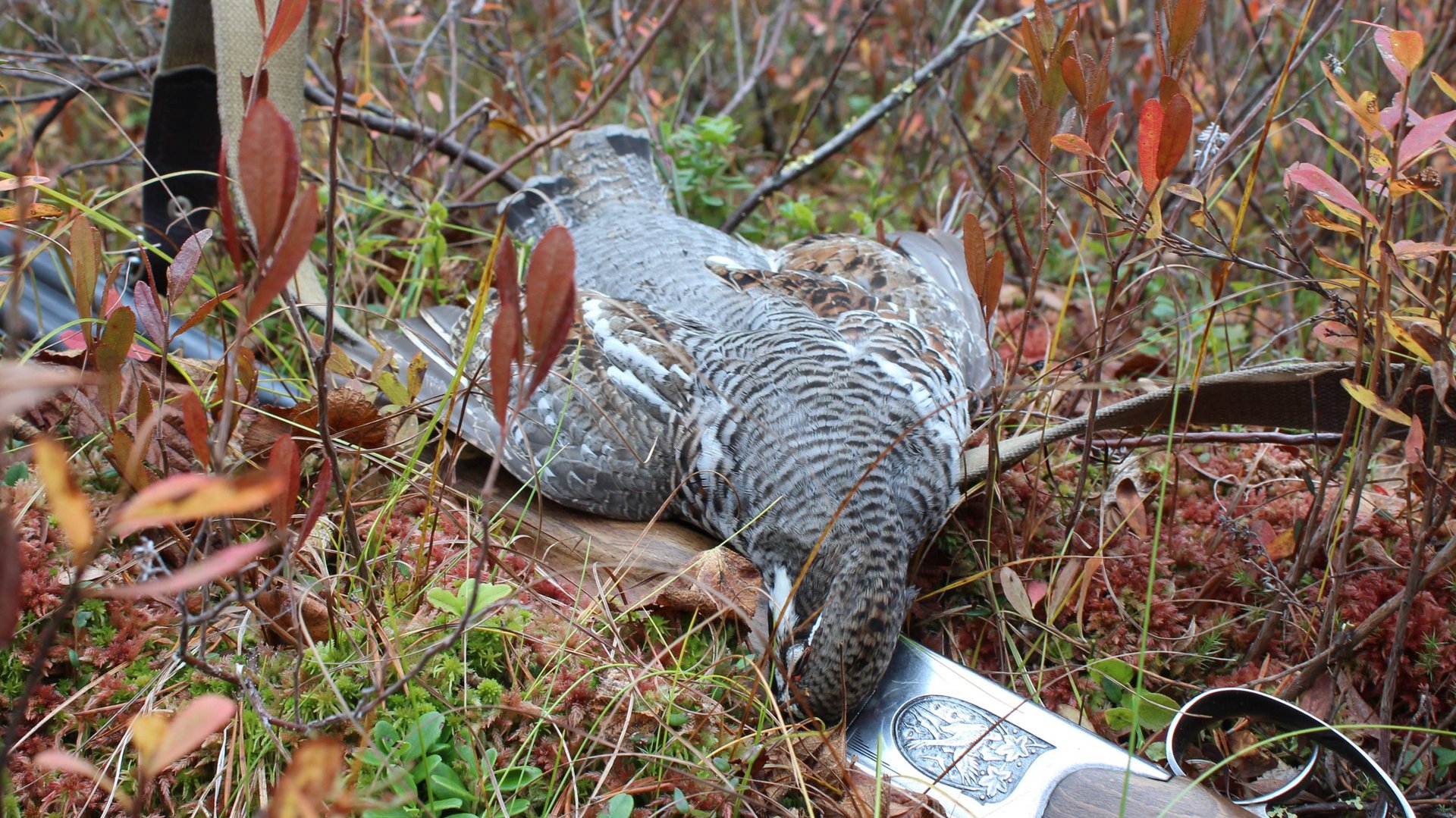 Охота на боровую дичь. Рыбалка на жерлицы. Снял фотоловушку. смотреть онлайн