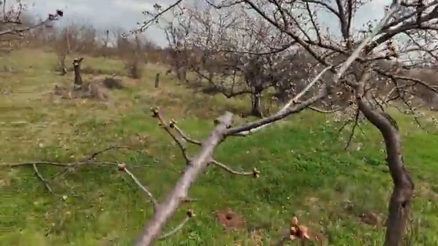 How to prune cherry trees that has never pruned before смотреть онлайн
