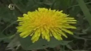 Семейство сложноцветных. Многообразие растений семейства сложноцветных