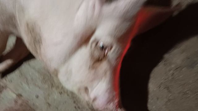 опорос КБ с СГЦ Знаменский