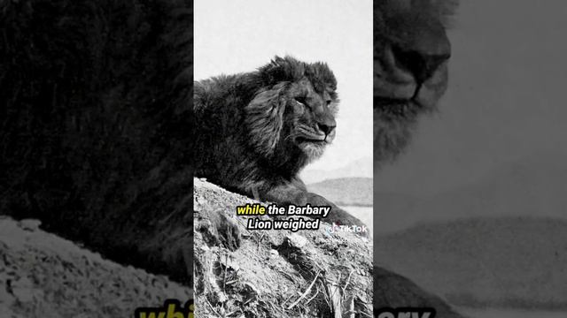 the last animal years old its... barbary lion смотреть онлайн