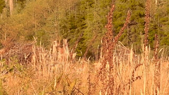 2016 western Washington archery elk hunt смотреть онлайн
