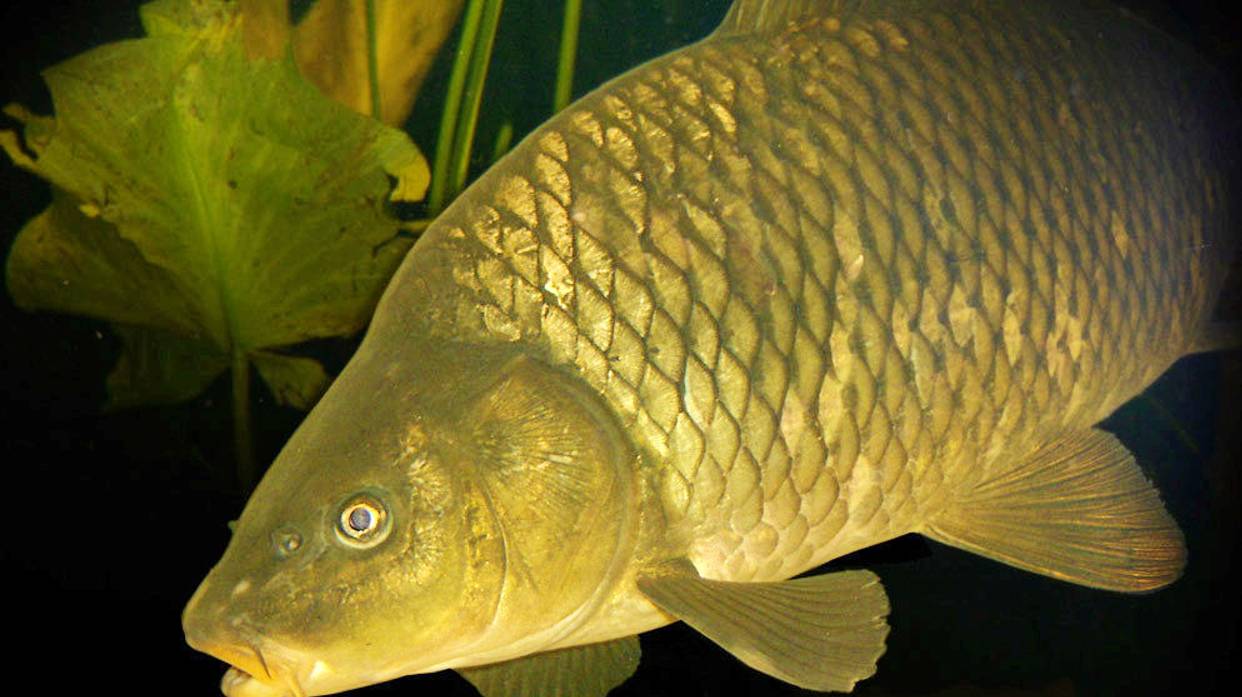 Подводная охота на малых реках. (29.09.2024 г.) смотреть онлайн