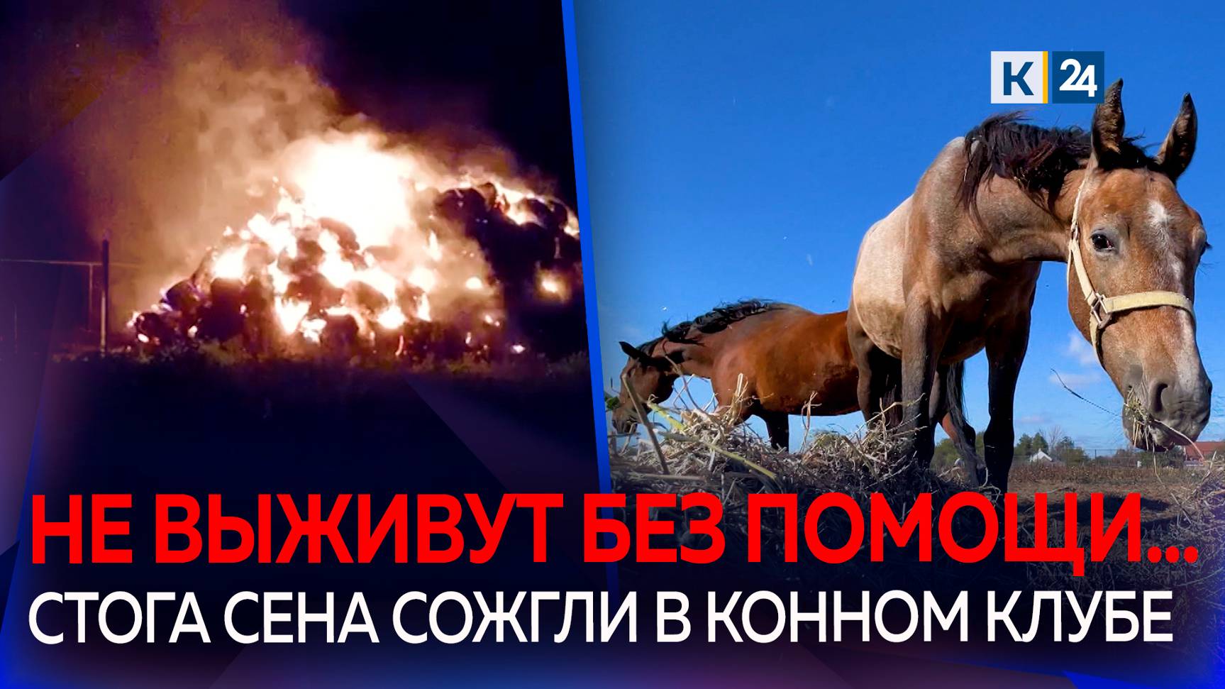 Пожар лишил лошадей из ейского конного клуба запасов корма на зиму смотреть онлайн