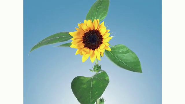 OD2e_L3_BQ8_Opener смотреть онлайн