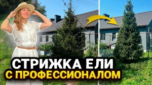 ФОРМИРУЮЩАЯ СТРИЖКА ЕЛИ ОБЫКНОВЕННОЙ ПО ФОРМЕ КОНУСА | Секреты профессионала