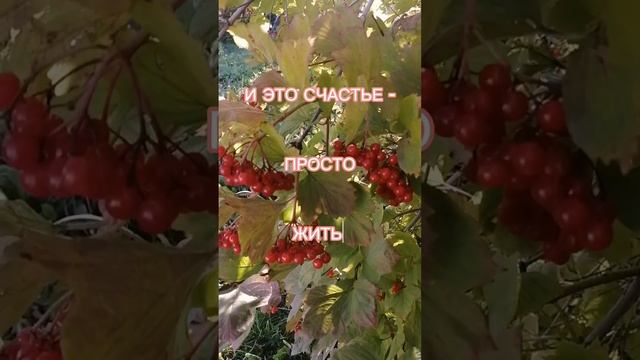 для осеннего настроения смотреть онлайн