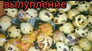 Перепелята вылупились🐣🐤🐥