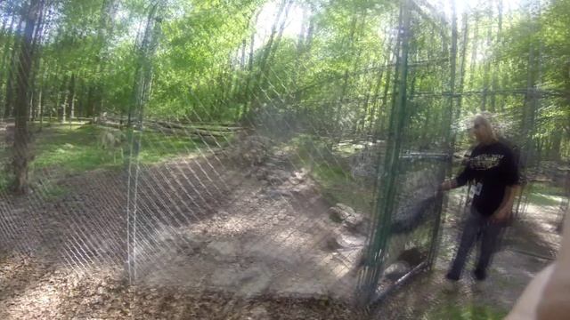 Wolves howling at Lakota Wolf Preserve смотреть онлайн