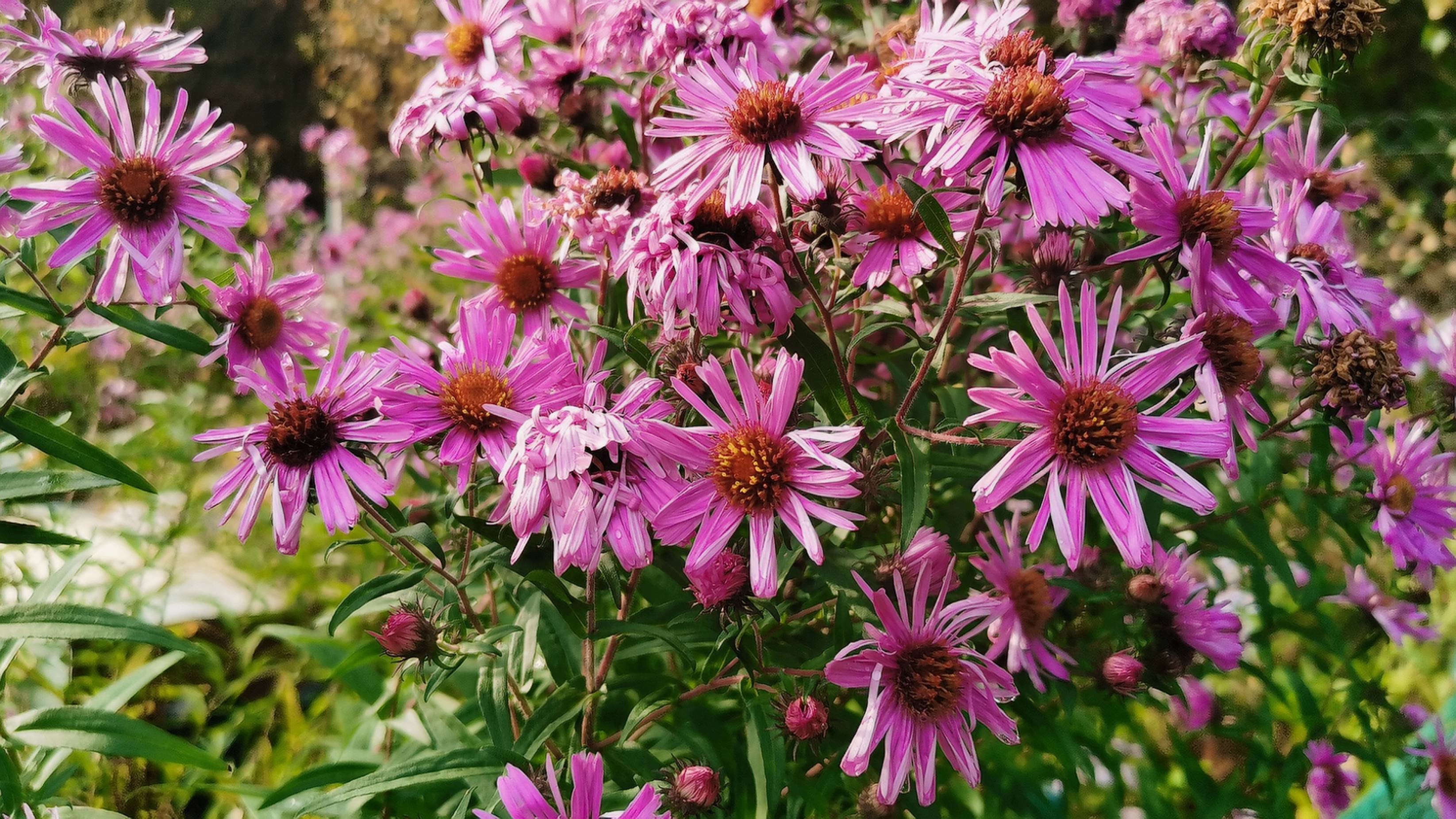 Подмосковные цветы осени после дождя 7 октября 2024