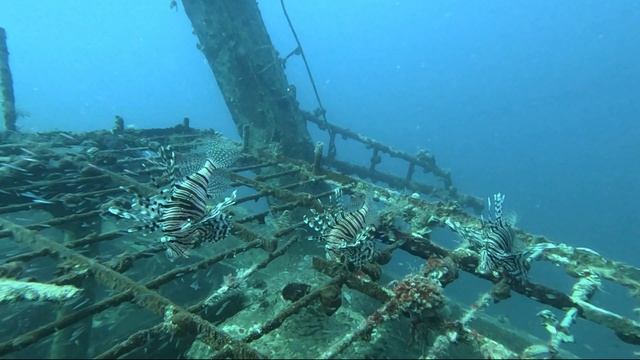 африка смотреть онлайн