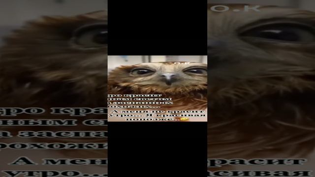 #*#Доброе утро 💯😍🤩 смотреть онлайн