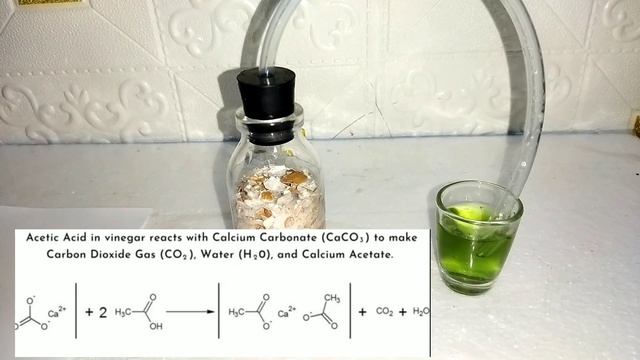 Membuat Asam Karbonat Dari Cangkang Telur (Praktikum Asam Basa Lewis) смотреть онлайн