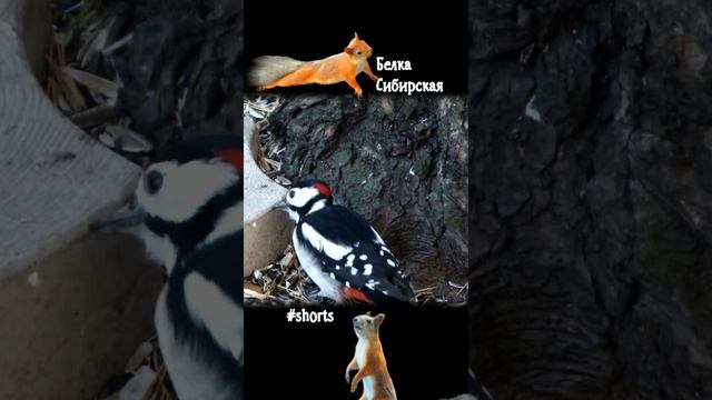 Большой пестрый дятел