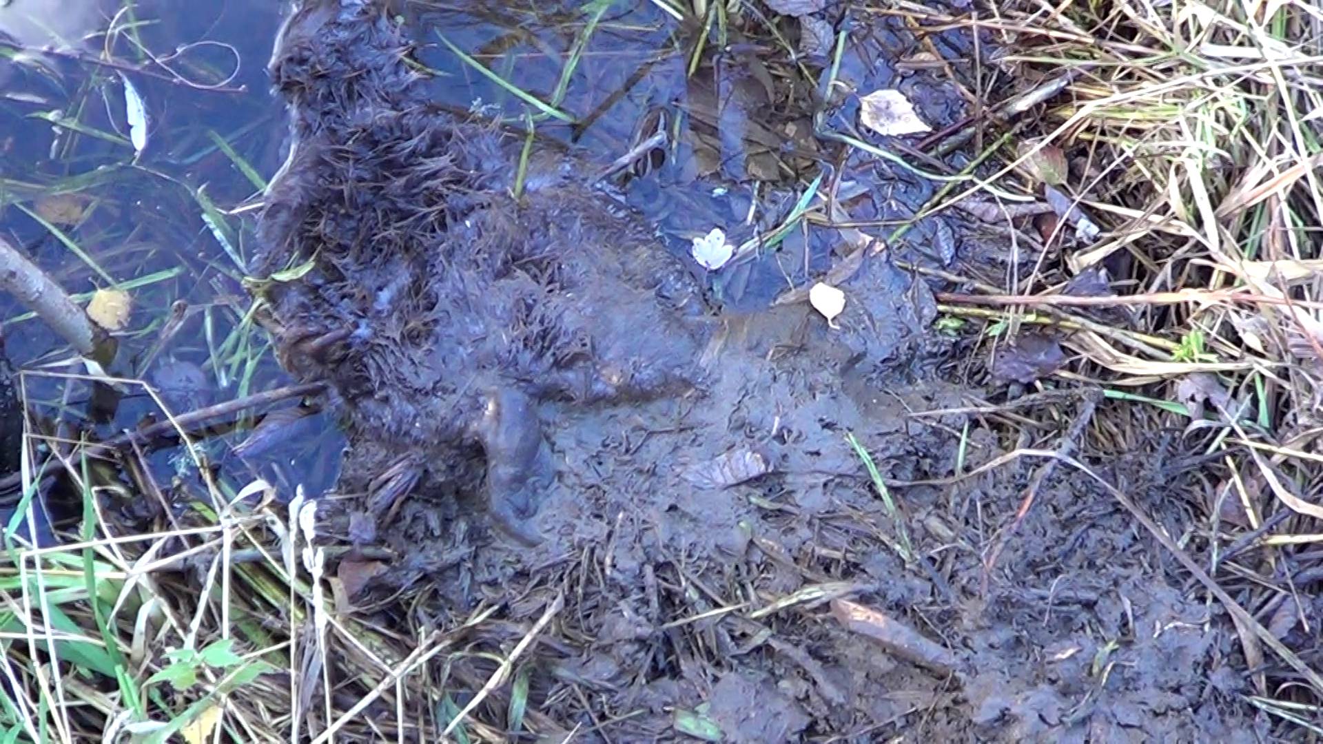 ОХОТА НА БОБРА КАПКАНАМИ #3 / Сезон 24-25г. смотреть онлайн