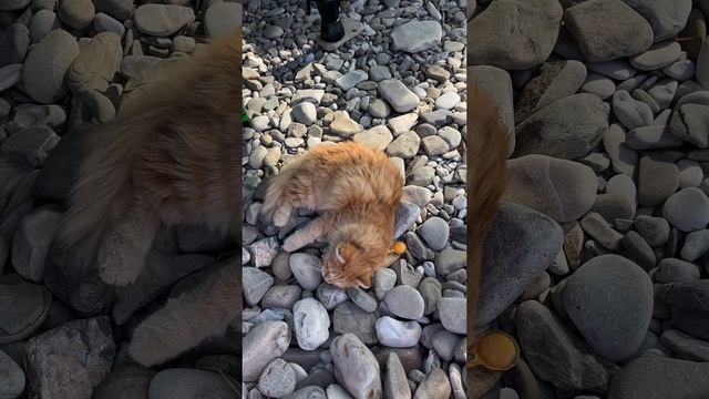 кот два года живет в атодоме и путешествует