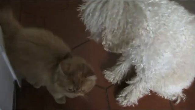 La celebre rivalità tra cane e gatto è pura realtà!!!!...ehm...non proprio...XD смотреть онлайн