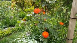 ФРАНЦИЯ VLOG/НОВОСТИ/ВСЁ О РОЗАХ/ РОЗЫ /ЦВЕТЕНИЕ/ ОБРАБОТКА ОТ ГРИБКА /ЕДА И ДОЖДЬ/ВИДЕО АССОТРИ