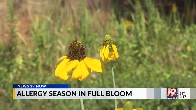 Allergy Season in Full Bloom | March 19, 2024 | News 19 at 4 p.m. смотреть онлайн
