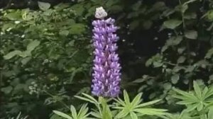 Семейство бобовых. Признаки семейства