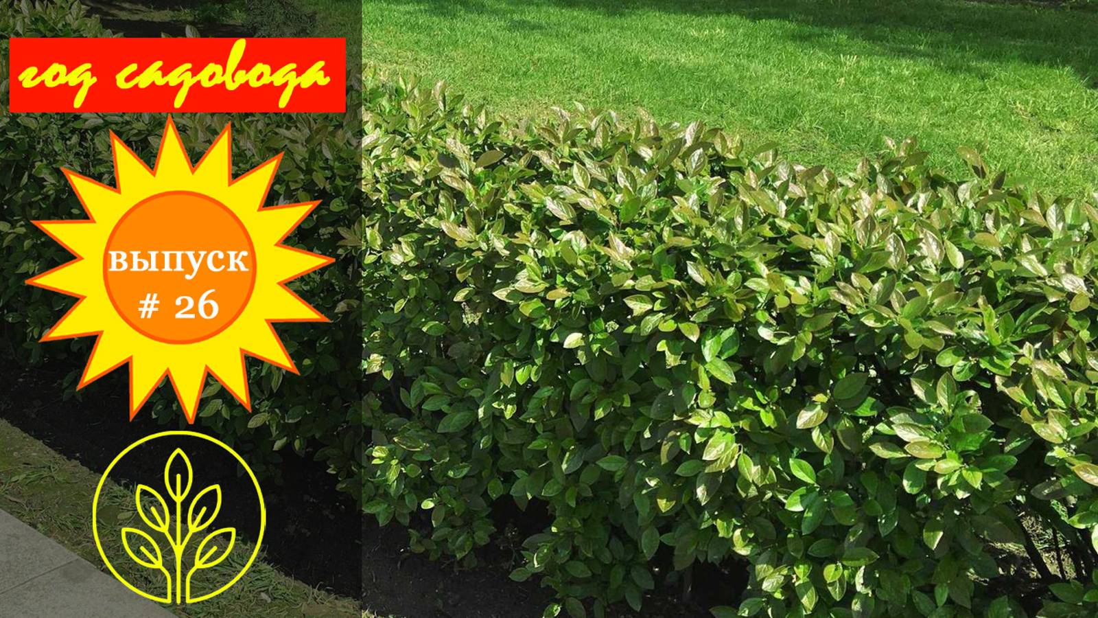 Год садовода #26 Кизильник смотреть онлайн