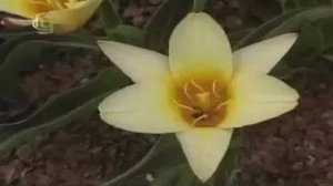 Порядок лилейные. Признаки семейства