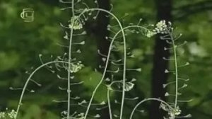 Семейство бобовых. Многообразие растений семейства бобовых