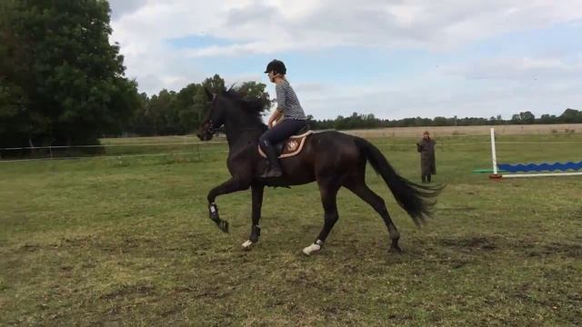 Cariando hoppträning 5/9 смотреть онлайн
