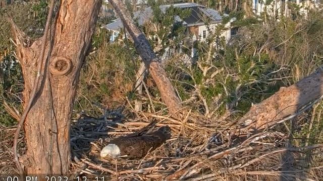 Captiva Window To Wildlife ~ Captiva Nest Cam Is Live! Connie & Clive Incubating Two Eggs! 12.11.22 смотреть онлайн