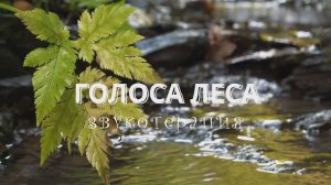 Красивая музыка природы со звуками леса - музыкальная терапия для душевного равновесия