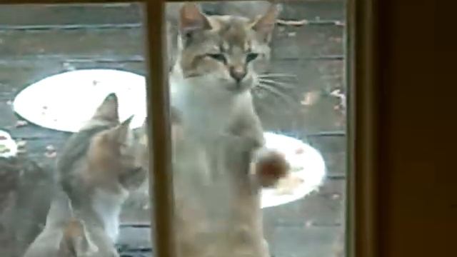 Funny Cat vs Window смотреть онлайн