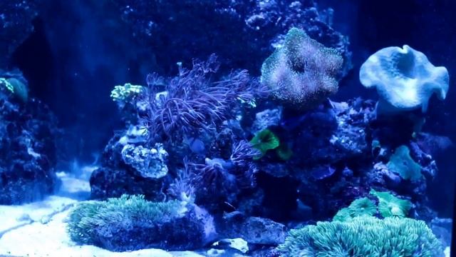 Live Reef Aquarium Screensaver with Relaxing Music (HD) смотреть онлайн