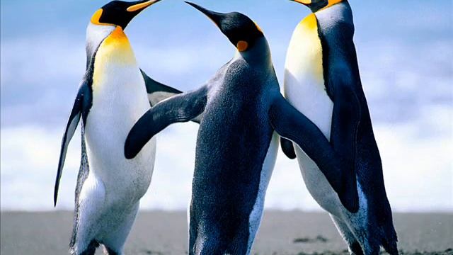 Fondos de pantalla de Windows 7 Build 7048 смотреть онлайн