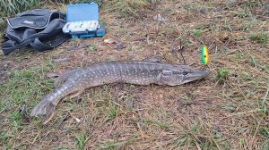 Рыбалка на щуку - р.Скалба Пушкинский район - октябрь 2024г. Щука на спиннинг в Подмосковье осенью.