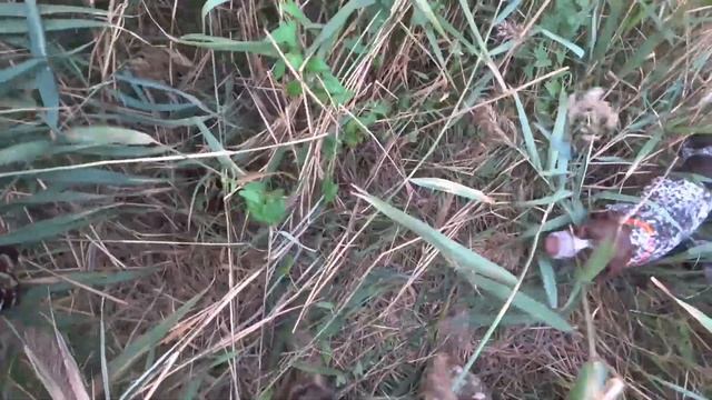 Алтайка и Деффик учатся выносить дичь. Охота на фазана. смотреть онлайн