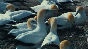 window 7 wildlife video