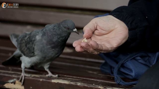 Pigeon Entered Hospital Window Every Day. When Staff Learned Reason, They Were Shocked смотреть онлайн