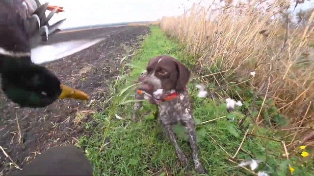 Добыли Селезня с Кометосиком! смотреть онлайн