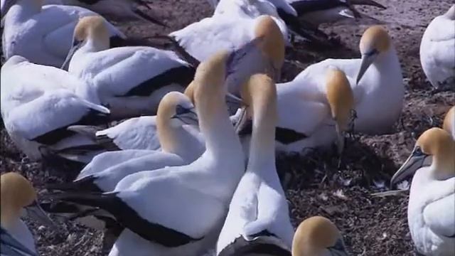 Wildlife - windows 7 смотреть онлайн