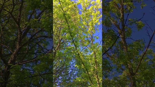 Любимые трели Соловья весенним утром • Звуки природы