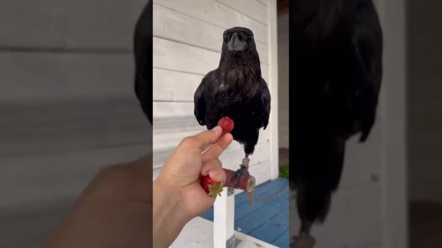 Умная птица Ворон 🍓🍓🍓 смотреть онлайн