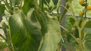 Томаты "Черри Софа" Агрофирма Партнёр.