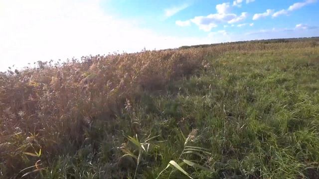 Эта Охота просто нечто! КМС по бегу за Фазанами! Гильза показывает Деффу как надо охотиться! смотреть онлайн