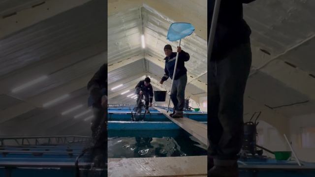 ФОРЕЛЕВАЯ ФЕРМА В ЧУВАШСКОЙ ДЕРЕВНЕ смотреть онлайн