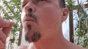 Сладкие черри, сорт "Danube" (Дунай), дегустация прям с куста. "Danube" sweet cherry tomato variety