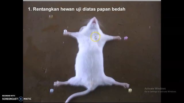 Video Praktikum Farmakologi 1 смотреть онлайн