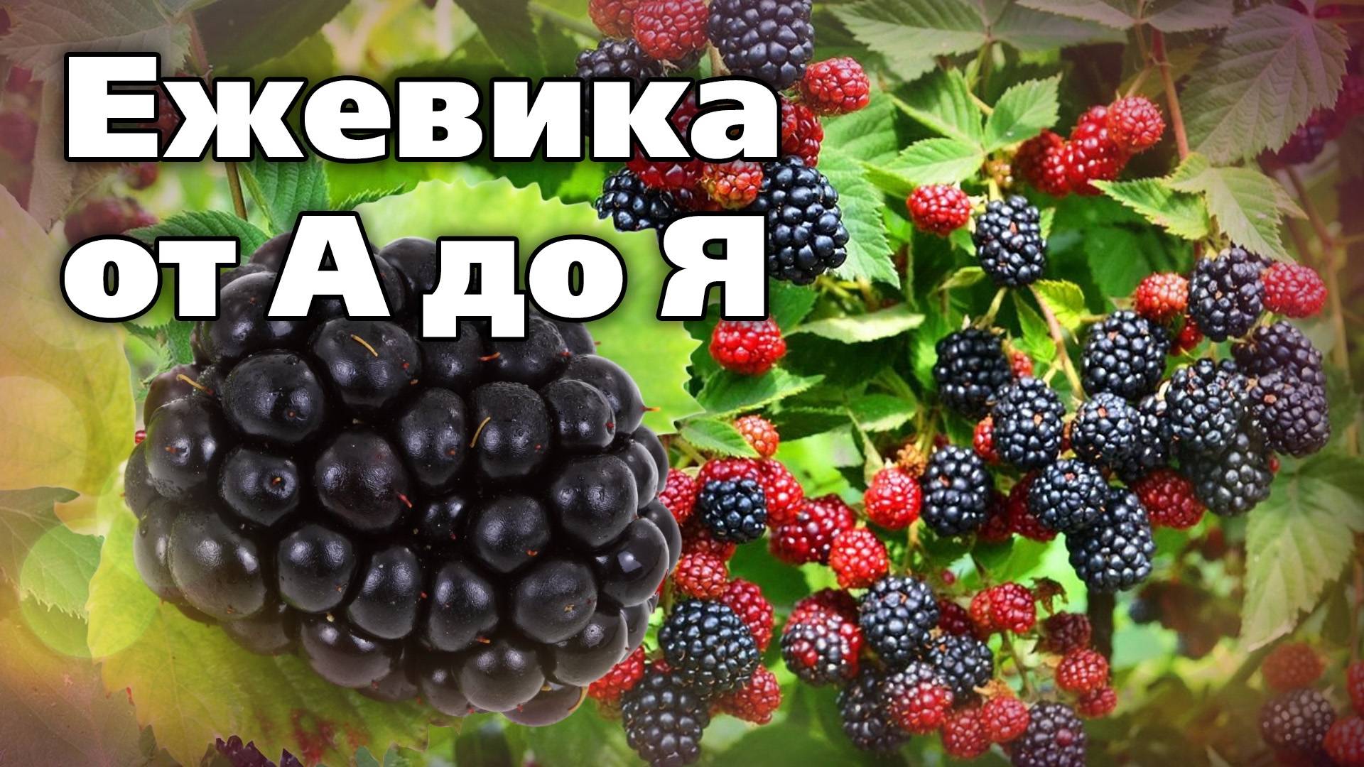 Выращивание ежевики в холодном климате. Опыт садовода смотреть онлайн