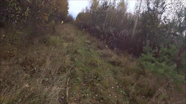 Охота с русскими гончими. "Отжали" обед у ястребка))). Побудили. Обстреляли. Не добыли.