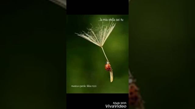 ... la mia stella sei tu смотреть онлайн